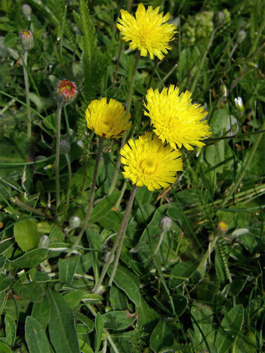 Jestřábník chlupáček (Hieracium pilosella L.)