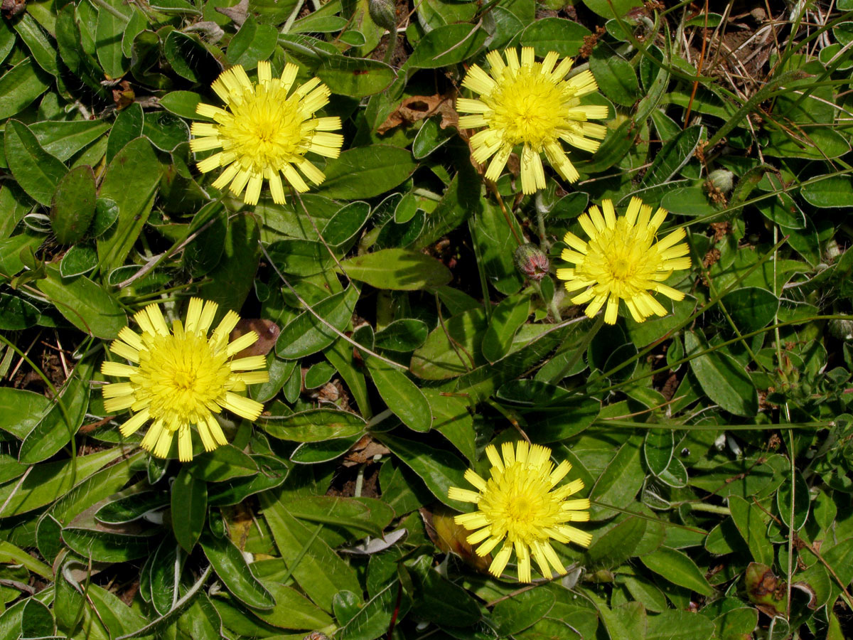 Jestřábník chlupáček (Hieracium pilosella L.)