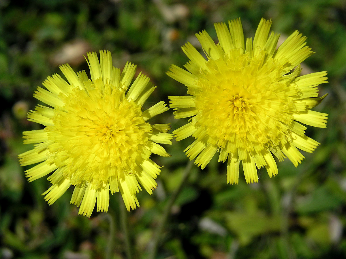 Jestřábník chlupáček (Hieracium pilosella L.)