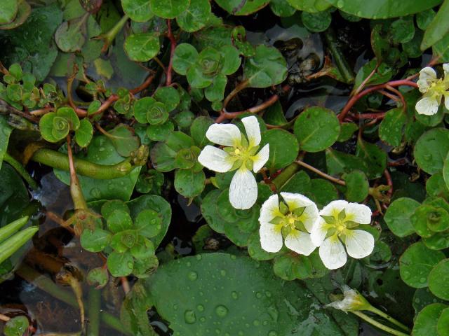 Ludwigia helminthorrhiza (Mart.) H. Hara