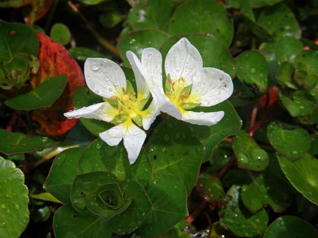 Ludwigia helminthorrhiza (Mart.) H. Hara