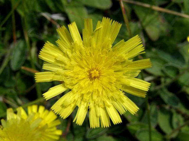 Jestřábník chlupáček (Hieracium pilosella L.)