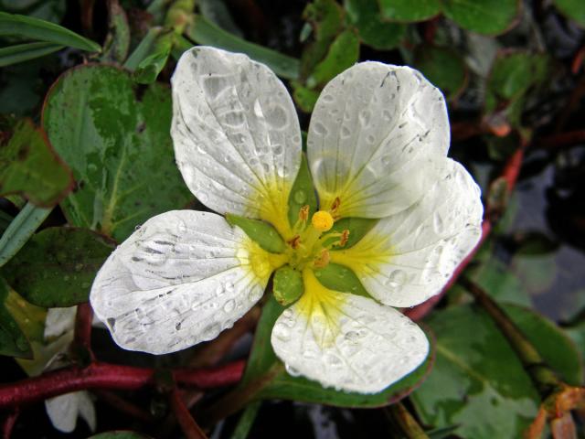 Ludwigia helminthorrhiza (Mart.) H. Hara