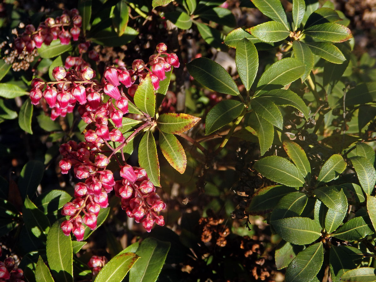 Pieris japonská (Pieris japonica (Thunb.) D. Don ex G. Don)