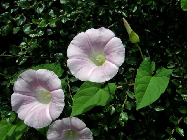 Opletník sličný (Calystegia pulchra Brummittet Heywood)