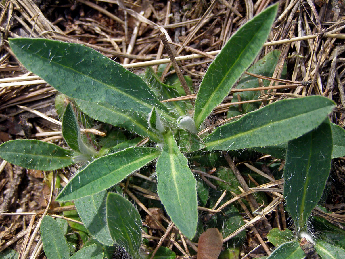 Jestřábník chlupáček (Hieracium pilosella L.)