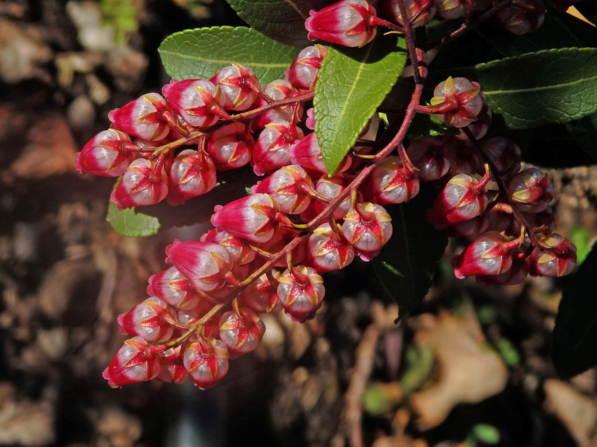 Pieris japonská (Pieris japonica (Thunb.) D. Don ex G. Don)