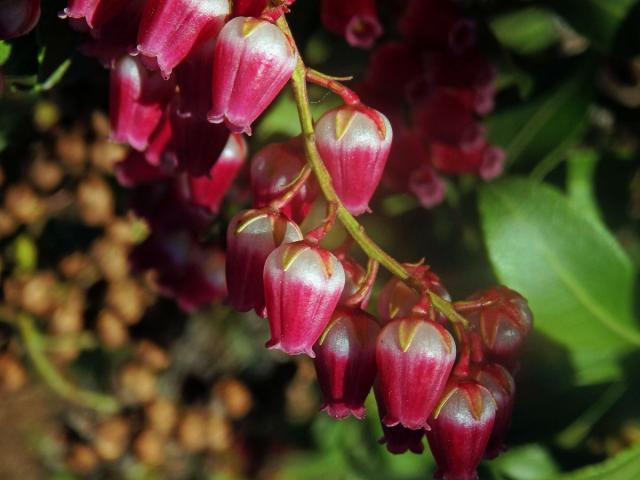 Pieris japonská (Pieris japonica (Thunb.) D. Don ex G. Don)