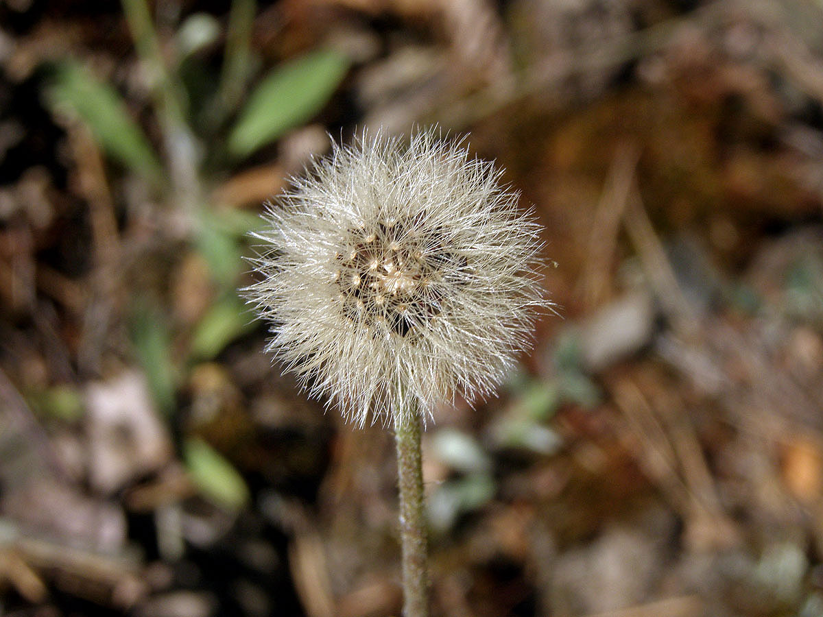 Jestřábník chlupáček (Hieracium pilosella L.)