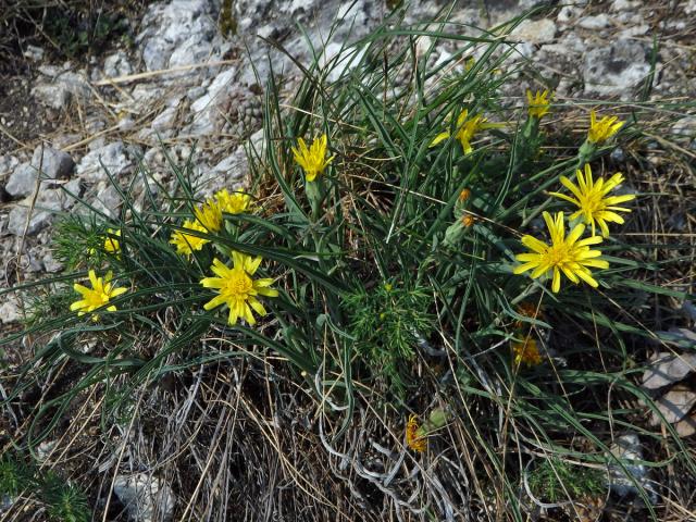 Hadí mord rakouský (Scorzonera austriaca Willd.)