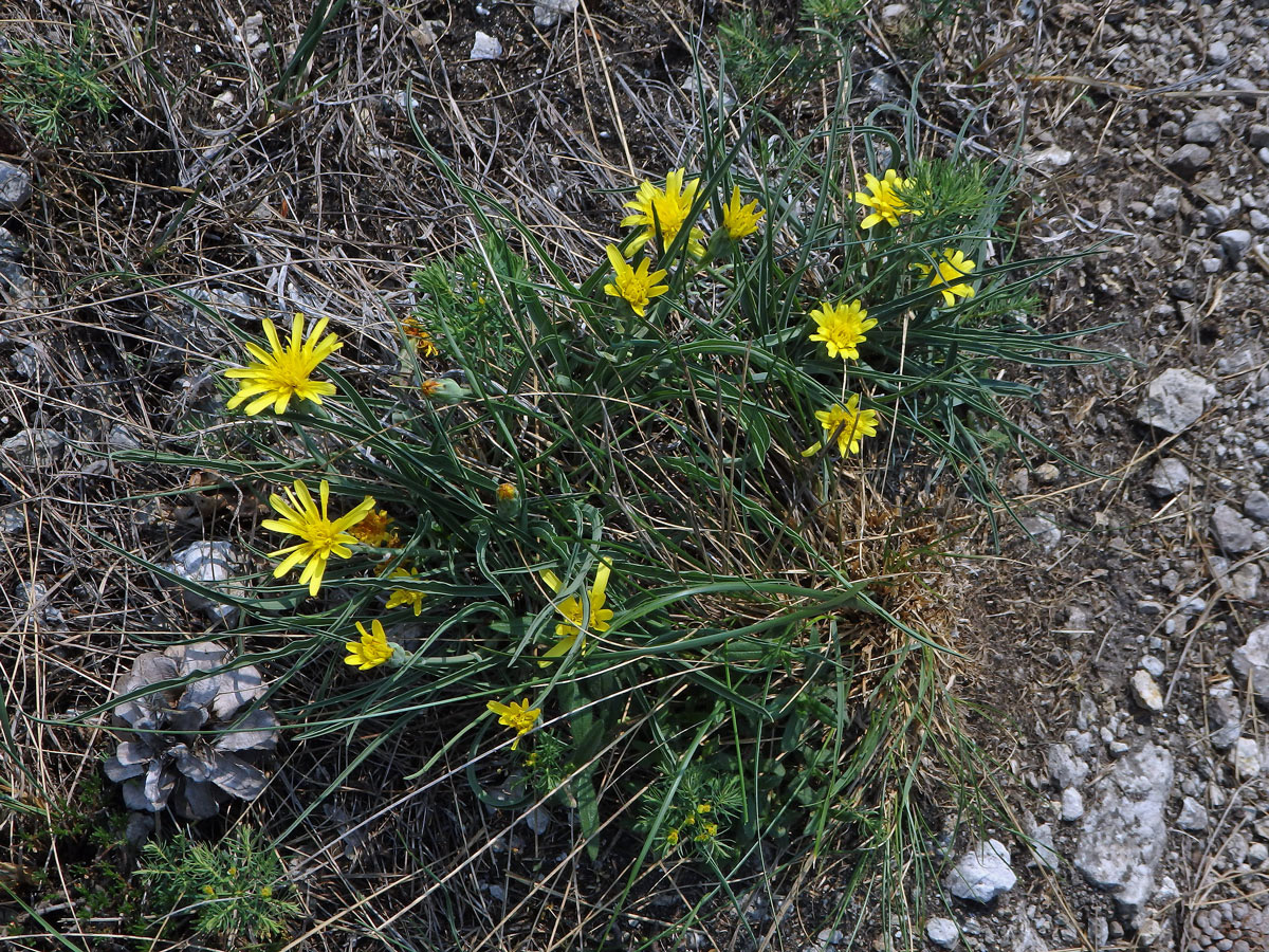 Hadí mord rakouský (Scorzonera austriaca Willd.)