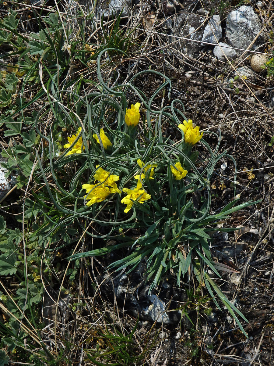 Hadí mord rakouský (Scorzonera austriaca Willd.)