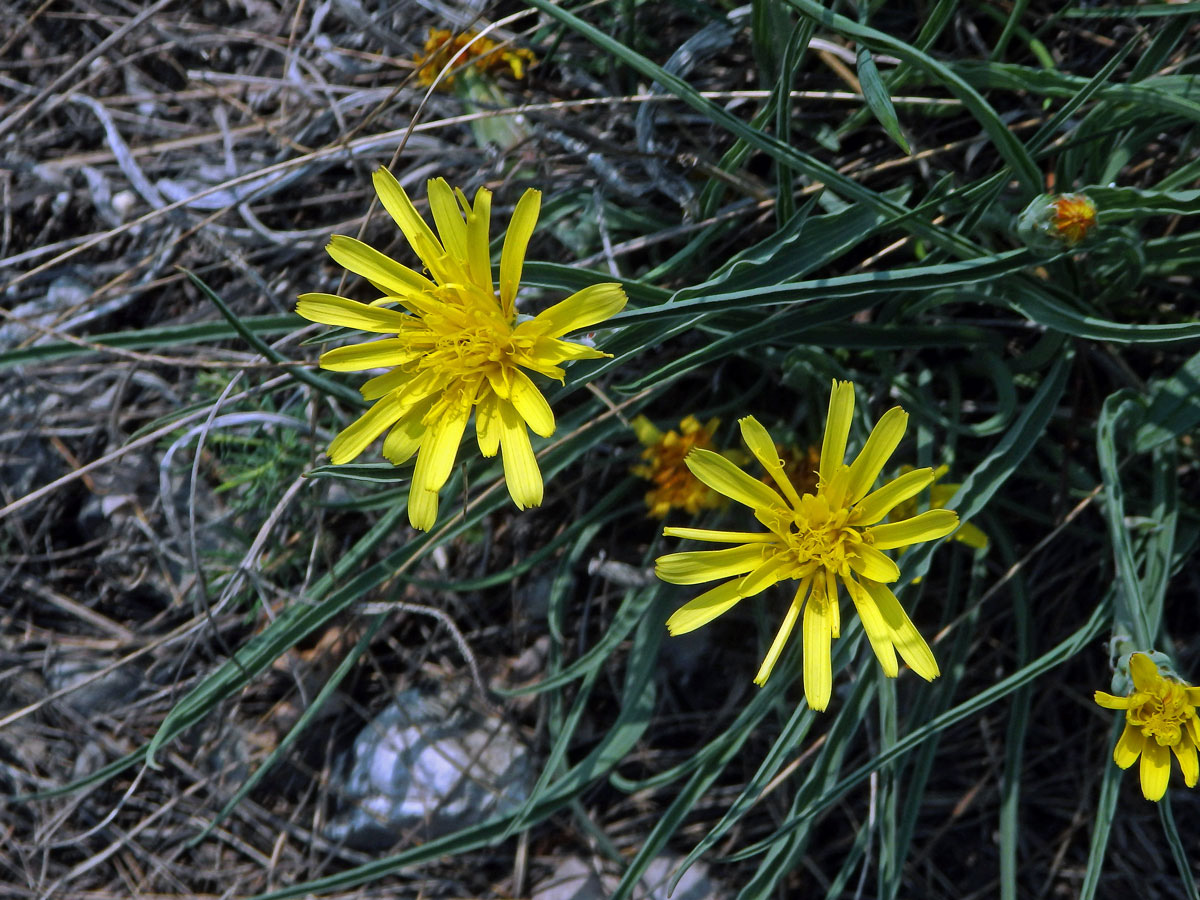 Hadí mord rakouský (Scorzonera austriaca Willd.)