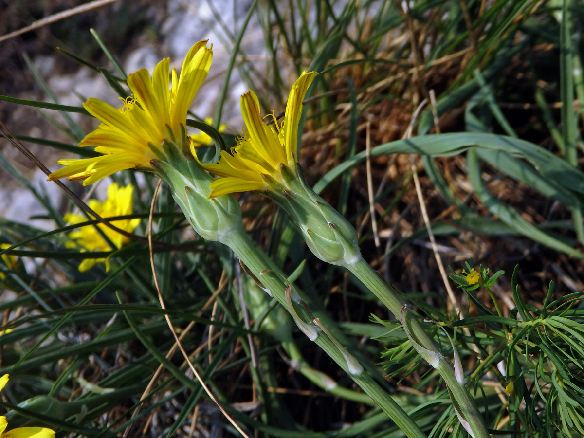 Hadí mord rakouský (Scorzonera austriaca Willd.)