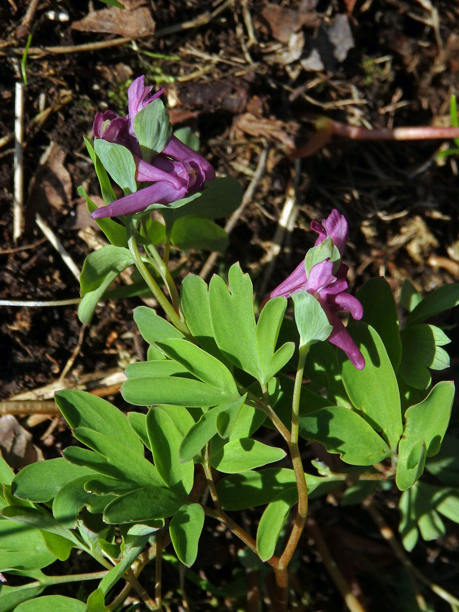 Dymnivka bobovitá (Corydalis intermedia (L.) Mérat)