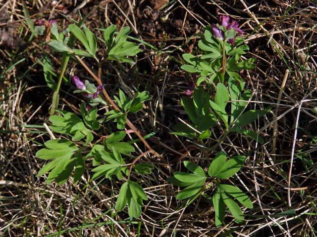 Dymnivka bobovitá (Corydalis intermedia (L.) Mérat)