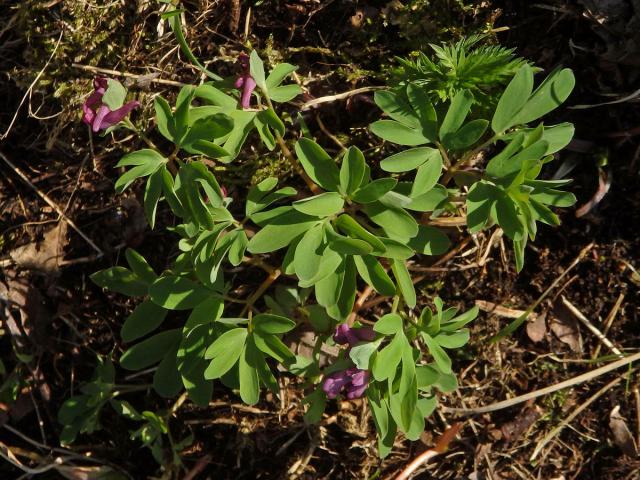 Dymnivka bobovitá (Corydalis intermedia (L.) Mérat)