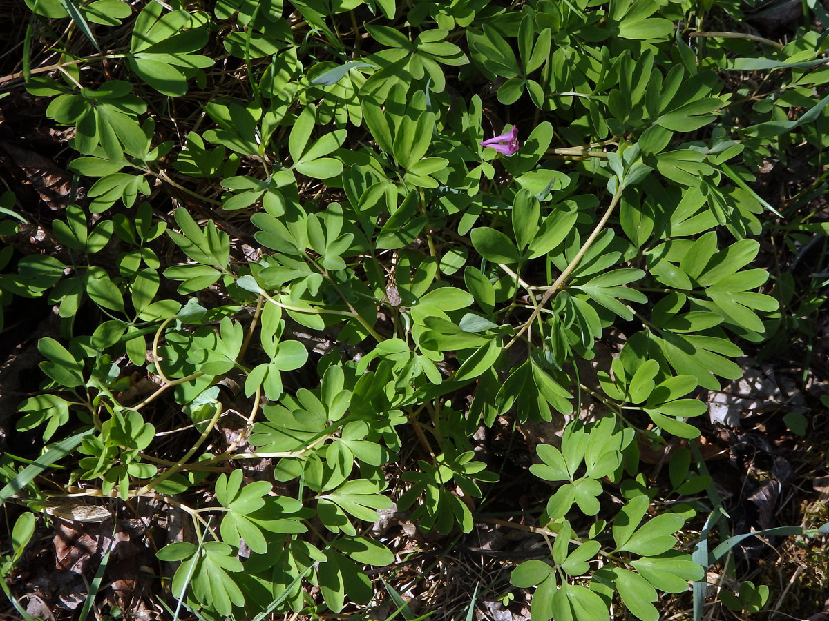 Dymnivka bobovitá (Corydalis intermedia (L.) Mérat)