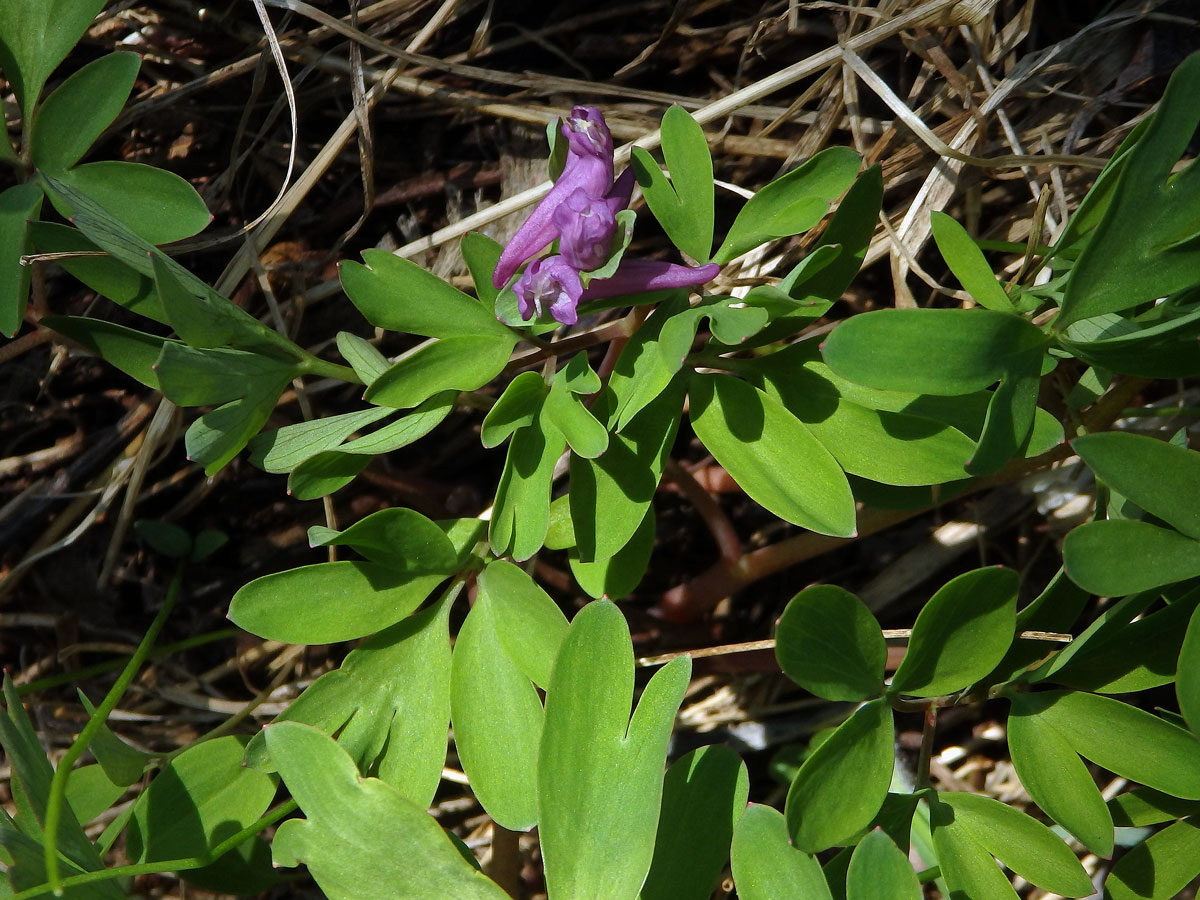 Dymnivka bobovitá (Corydalis intermedia (L.) Mérat)