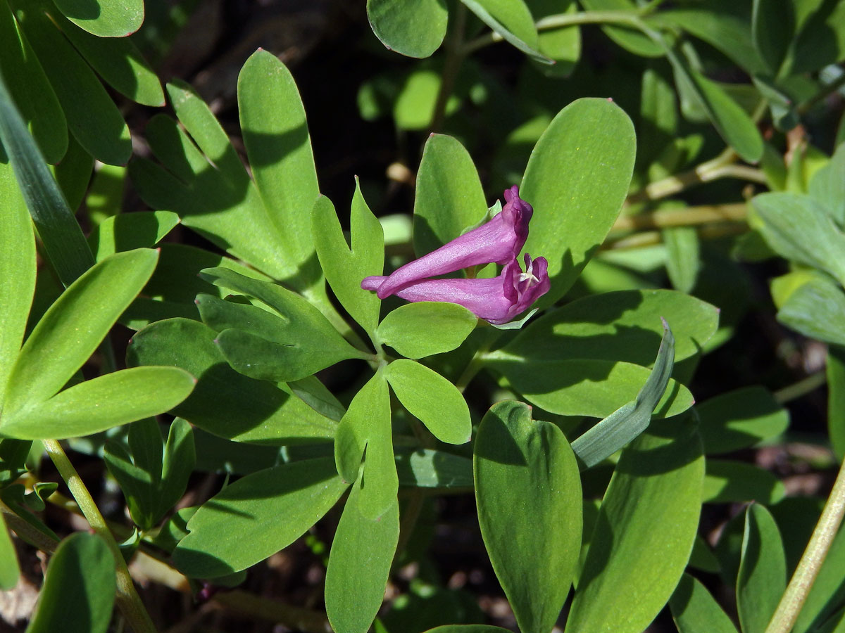 Dymnivka bobovitá (Corydalis intermedia (L.) Mérat)