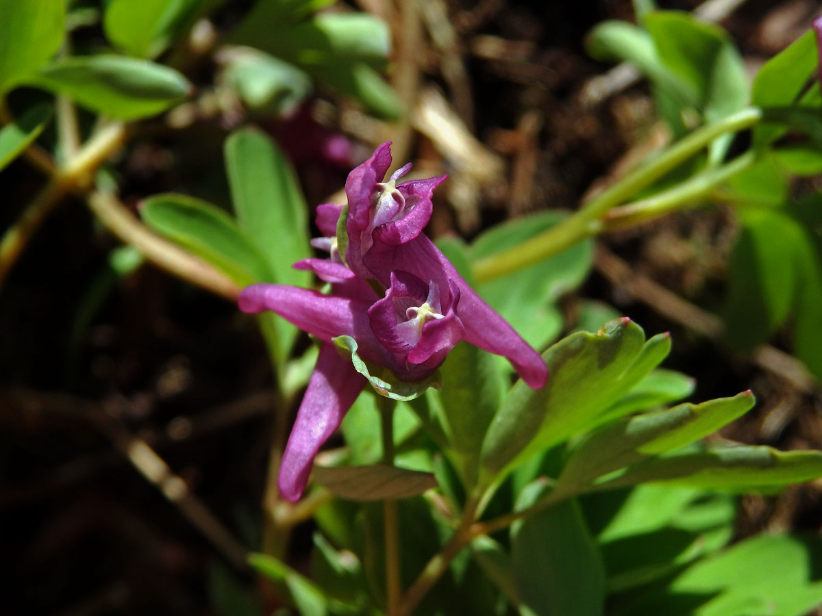 Dymnivka bobovitá (Corydalis intermedia (L.) Mérat)