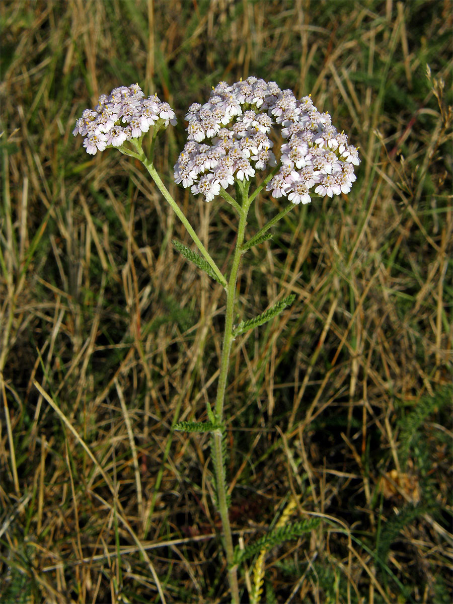 Řebříček obecný (Achillea millefolium L.)