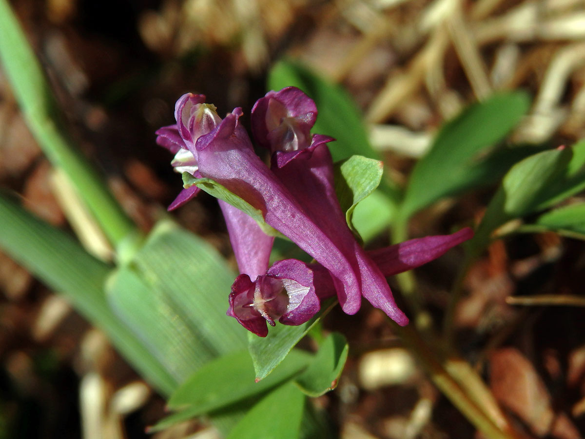 Dymnivka bobovitá (Corydalis intermedia (L.) Mérat)