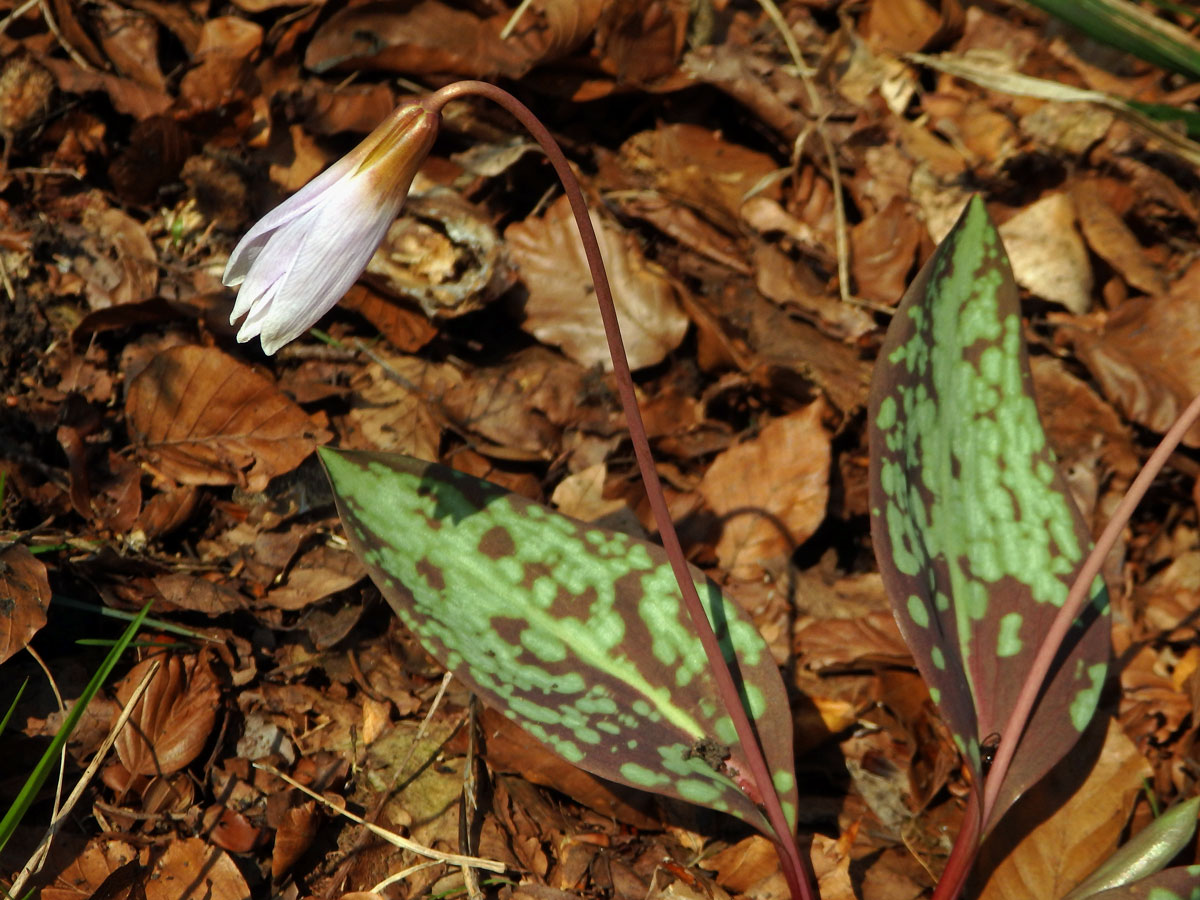 Kandík psí zub (Erythronium dens-canis L.)