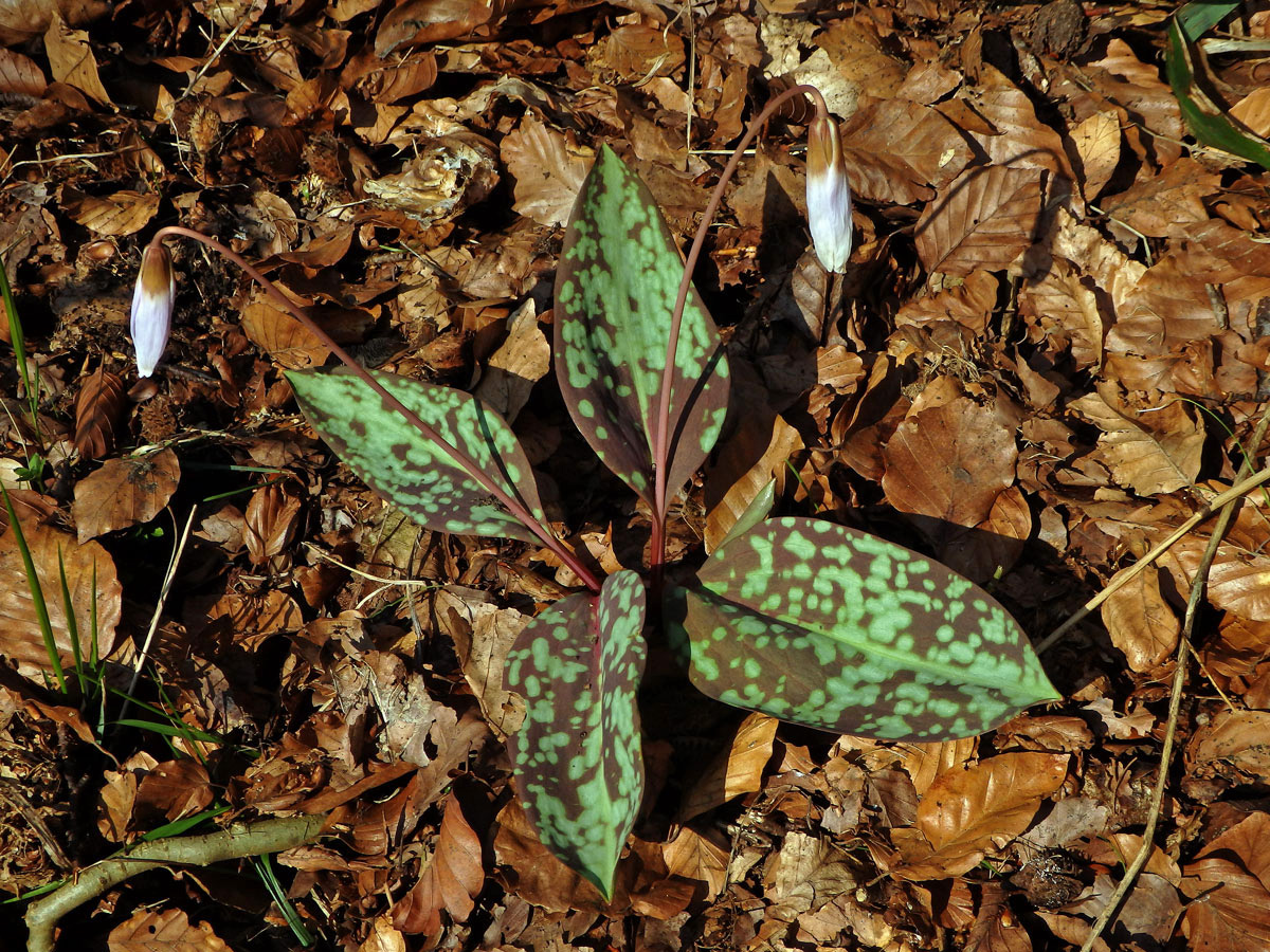 Kandík psí zub (Erythronium dens-canis L.)