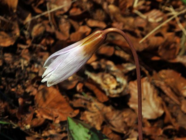 Kandík psí zub (Erythronium dens-canis L.)