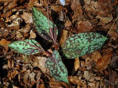 Kandík psí zub (Erythronium dens-canis L.)