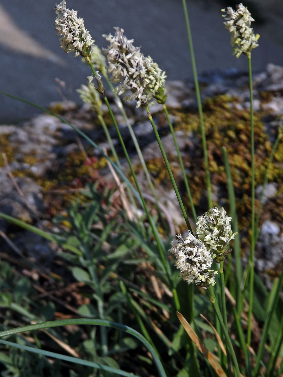 Pěchava vápnomilná (Sesleria caerulea (L.) Ard.)