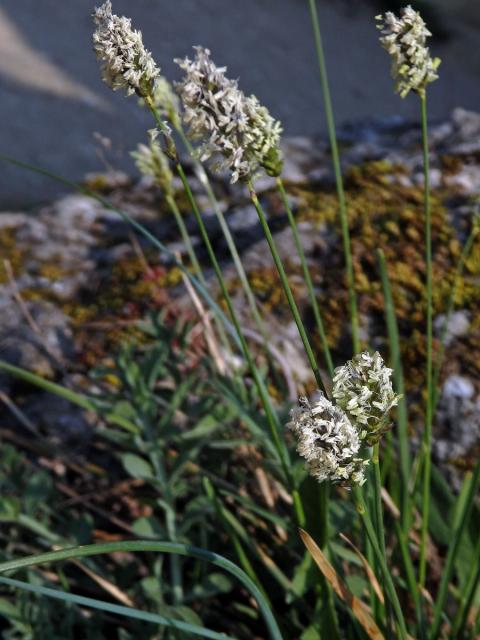 Pěchava vápnomilná (Sesleria caerulea (L.) Ard.)