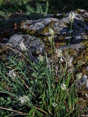Pěchava vápnomilná (Sesleria caerulea (L.) Ard.)