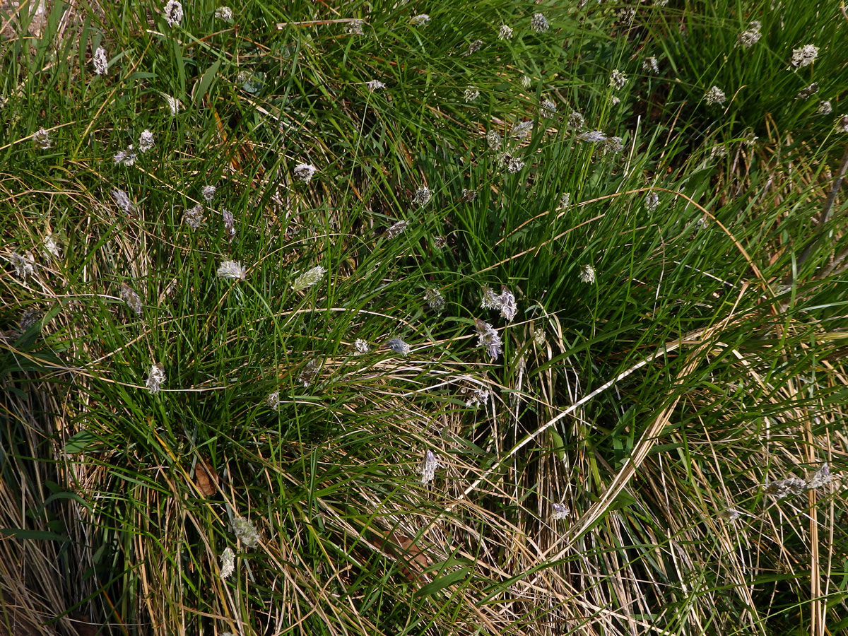 Pěchava vápnomilná (Sesleria caerulea (L.) Ard.)