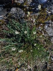 Pěchava vápnomilná (Sesleria caerulea (L.) Ard.)