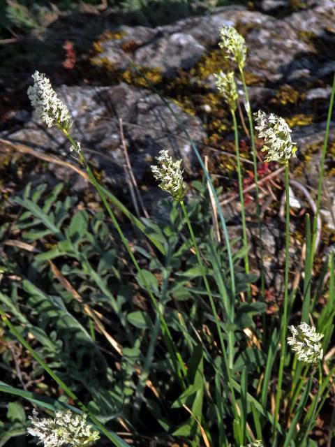 Pěchava vápnomilná (Sesleria caerulea (L.) Ard.)