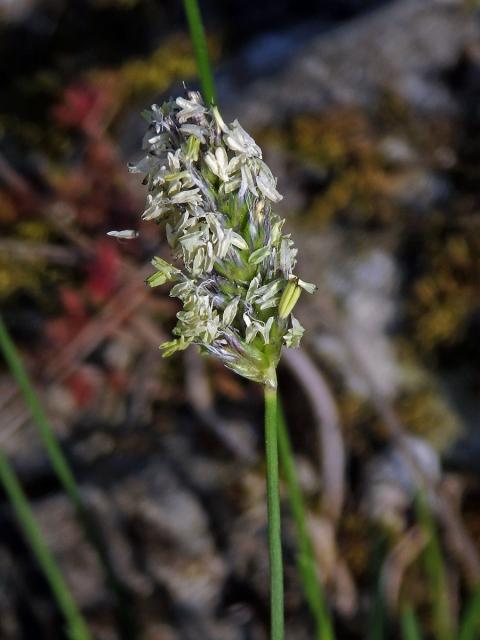 Pěchava vápnomilná (Sesleria caerulea (L.) Ard.)