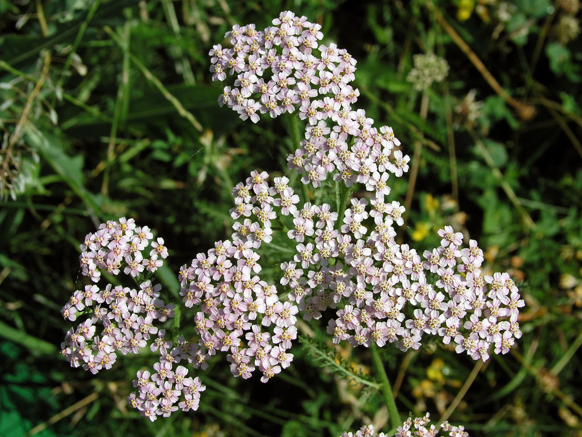 Řebříček obecný (Achillea millefolium L.)