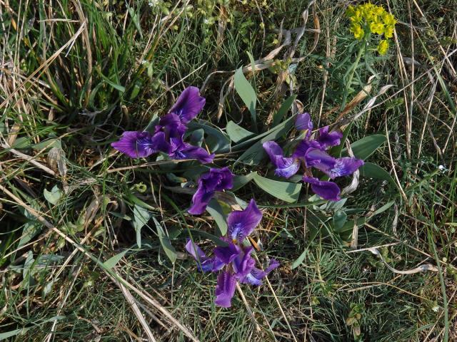 Kosatec nízký (Iris pumila L.)