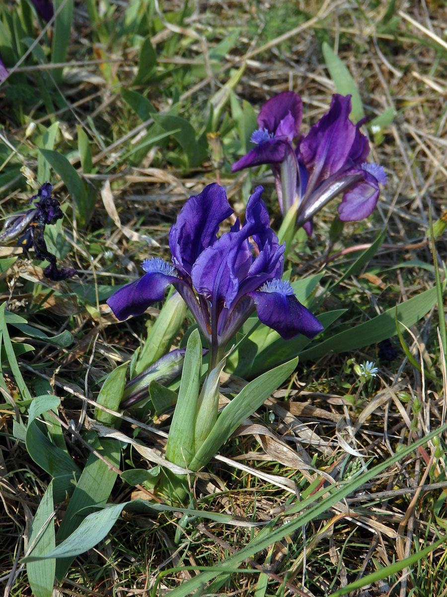 Kosatec nízký (Iris pumila L.)