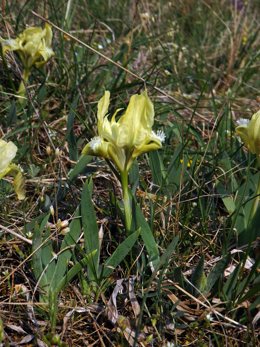 Kosatec nízký (Iris pumila L.)