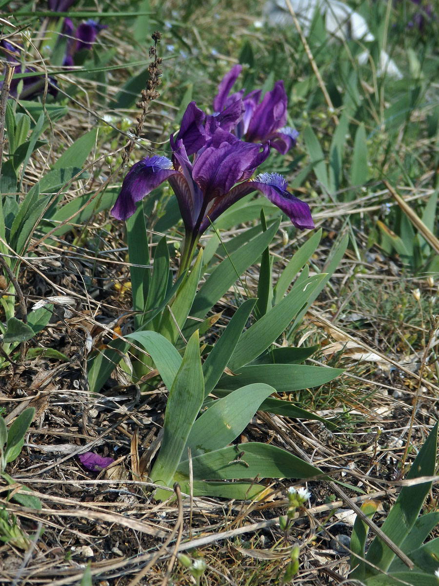 Kosatec nízký (Iris pumila L.)