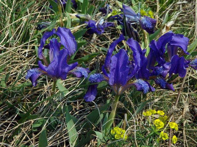 Kosatec nízký (Iris pumila L.)