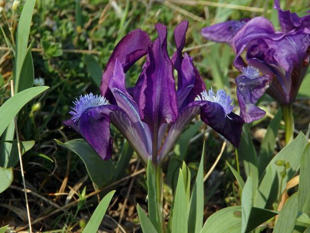 Kosatec nízký (Iris pumila L.)