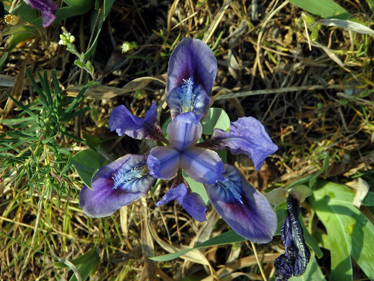 Kosatec nízký (Iris pumila L.)