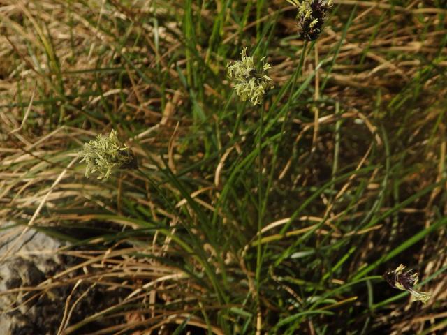 Pěchava Sadlerova (Sesleria sadleriana Janka)