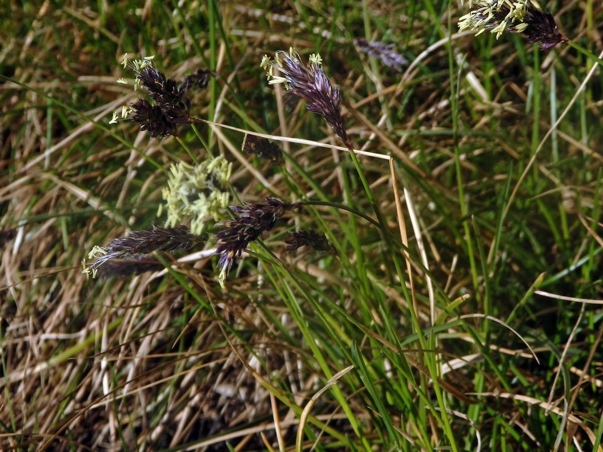 Pěchava Sadlerova (Sesleria sadleriana Janka)