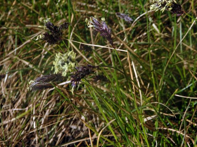 Pěchava Sadlerova (Sesleria sadleriana Janka)