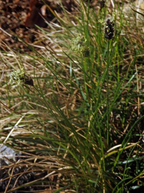 Pěchava Sadlerova (Sesleria sadleriana Janka)